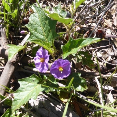 Solanum cinereum (Narrawa Burr) at O'Malley, ACT - 16 Nov 2015 by Mike