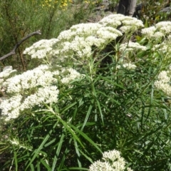 Cassinia longifolia (Shiny Cassinia, Cauliflower Bush) at O'Malley, ACT - 17 Nov 2015 by Mike