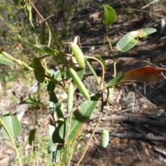 Hardenbergia violacea (False Sarsaparilla) at Scrivener Hill - 16 Nov 2015 by Mike