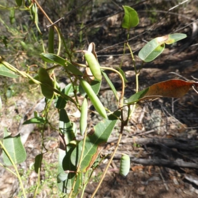 Hardenbergia violacea (False Sarsaparilla) at O'Malley, ACT - 17 Nov 2015 by Mike