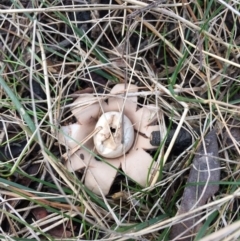 Geastrum sp. (Geastrum sp.) at QPRC LGA - 18 Nov 2015 by yellowboxwoodland