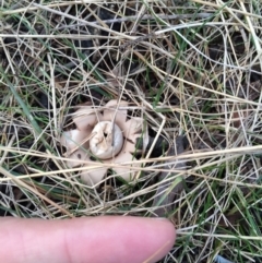 Geastrum sp. at Bungendore, NSW - 18 Nov 2015