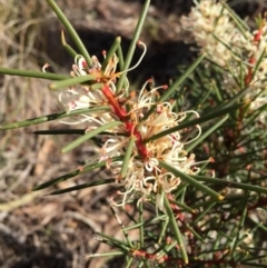 Hakea decurrens (Bushy Needlewood) at Bungendore, NSW - 18 Nov 2015 by yellowboxwoodland