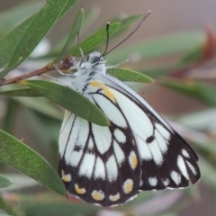 Belenois java (Caper White) at Gordon, ACT - 17 Nov 2015 by MichaelBedingfield