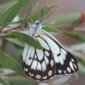 Belenois java at Gordon, ACT - 17 Nov 2015 07:17 PM