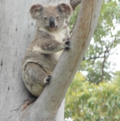 Phascolarctos cinereus (Koala) at Tandur, QLD - 12 Nov 2015 by corserdaly@spiderweb.com.au