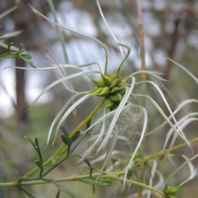 Clematis leptophylla (Small-leaf Clematis, Old Man's Beard) at Tuggeranong Hill - 7 Nov 2015 by michaelb