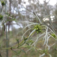 Clematis leptophylla at Theodore, ACT - 7 Nov 2015