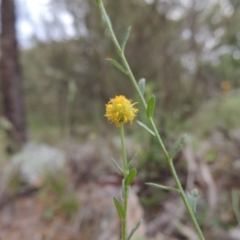 Calotis lappulacea (Yellow Burr Daisy) at Theodore, ACT - 7 Nov 2015 by michaelb