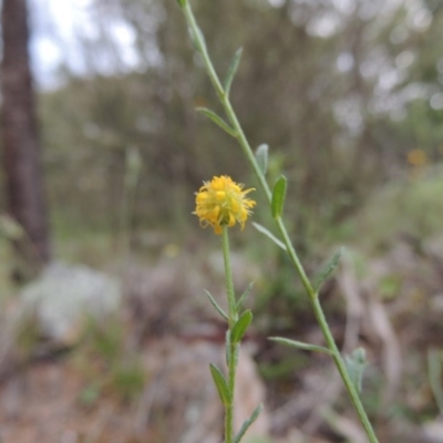 Calotis lappulacea (Yellow Burr Daisy) at Theodore, ACT - 7 Nov 2015 by MichaelBedingfield