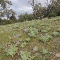 Verbascum thapsus subsp. thapsus (Great Mullein, Aaron's Rod) at Theodore, ACT - 7 Nov 2015 by MichaelBedingfield