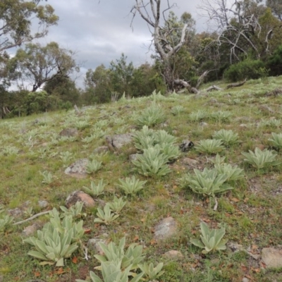 Verbascum thapsus subsp. thapsus (Great Mullein, Aaron's Rod) at Theodore, ACT - 7 Nov 2015 by michaelb