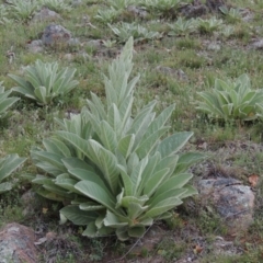 Verbascum thapsus subsp. thapsus at Theodore, ACT - 7 Nov 2015 06:46 PM