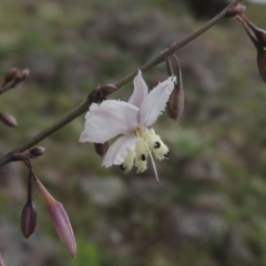 Arthropodium milleflorum (Vanilla Lily) at Theodore, ACT - 7 Nov 2015 by MichaelBedingfield