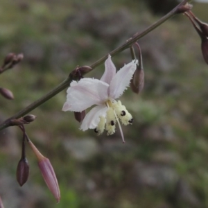 Arthropodium milleflorum at Theodore, ACT - 7 Nov 2015