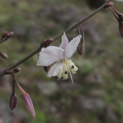 Arthropodium milleflorum (Vanilla Lily) at Tuggeranong Hill - 7 Nov 2015 by michaelb
