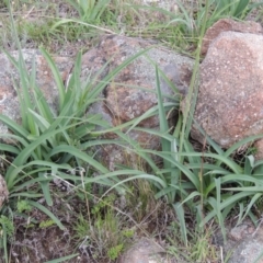 Arthropodium milleflorum at Theodore, ACT - 7 Nov 2015