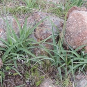 Arthropodium milleflorum at Theodore, ACT - 7 Nov 2015