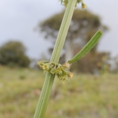 Rumex brownii (Slender Dock) at Tuggeranong Hill - 7 Nov 2015 by michaelb