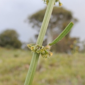 Rumex brownii at Theodore, ACT - 7 Nov 2015