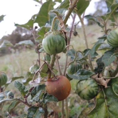 Solanum cinereum (Narrawa Burr) at Tuggeranong Hill - 7 Nov 2015 by michaelb