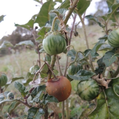 Solanum cinereum (Narrawa Burr) at Theodore, ACT - 7 Nov 2015 by MichaelBedingfield