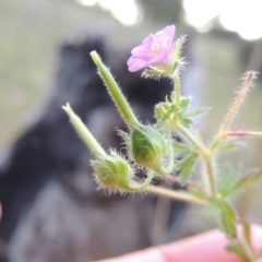 Geranium solanderi (Native Geranium) at Tuggeranong Hill - 7 Nov 2015 by michaelb