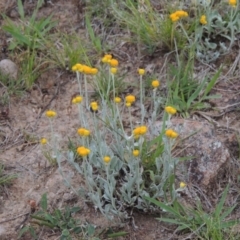 Chrysocephalum apiculatum (Common Everlasting) at Theodore, ACT - 7 Nov 2015 by MichaelBedingfield