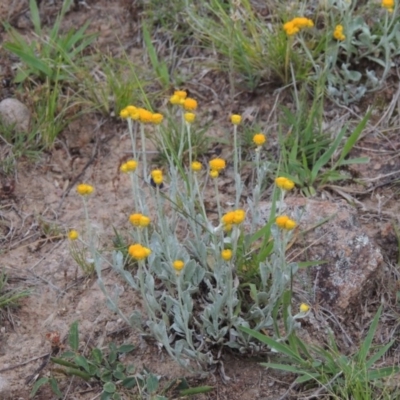 Chrysocephalum apiculatum (Common Everlasting) at Theodore, ACT - 7 Nov 2015 by MichaelBedingfield