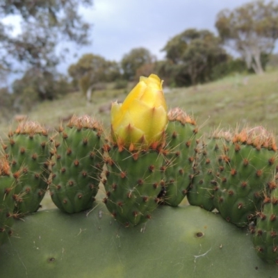 Opuntia ficus-indica (Indian Fig, Spineless Cactus) at Theodore, ACT - 7 Nov 2015 by michaelb