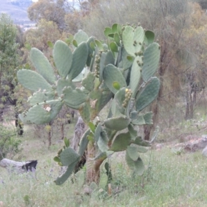 Opuntia ficus-indica at Theodore, ACT - 7 Nov 2015