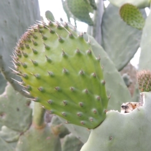 Opuntia ficus-indica at Theodore, ACT - 7 Nov 2015