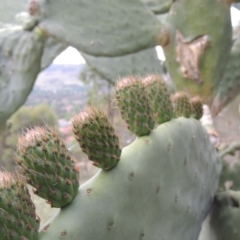 Opuntia ficus-indica at Theodore, ACT - 7 Nov 2015