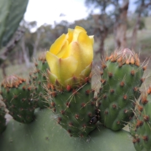 Opuntia ficus-indica at Theodore, ACT - 7 Nov 2015