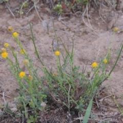 Calotis lappulacea (Yellow Burr Daisy) at Tuggeranong Hill - 7 Nov 2015 by michaelb