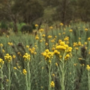 Chrysocephalum semipapposum at Jerrabomberra, NSW - 19 Nov 2015