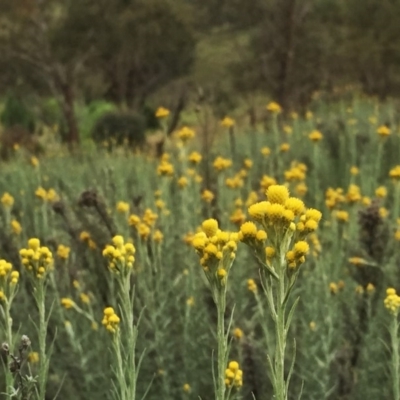 Chrysocephalum semipapposum (Clustered Everlasting) at Jerrabomberra, NSW - 19 Nov 2015 by Wandiyali