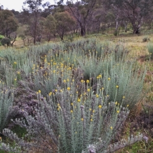 Chrysocephalum semipapposum at Jerrabomberra, NSW - 19 Nov 2015