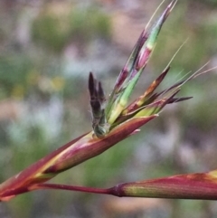 Cymbopogon refractus (Barbed-wire Grass) at Googong, NSW - 19 Nov 2015 by Wandiyali