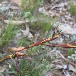 Cymbopogon refractus at Googong, NSW - 19 Nov 2015 09:30 AM