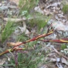 Cymbopogon refractus at Googong, NSW - 19 Nov 2015