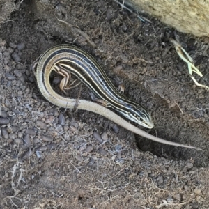 Ctenotus taeniolatus at Googong, NSW - 19 Nov 2015