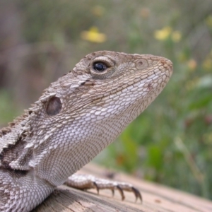 Amphibolurus muricatus at Hackett, ACT - 17 Dec 2007