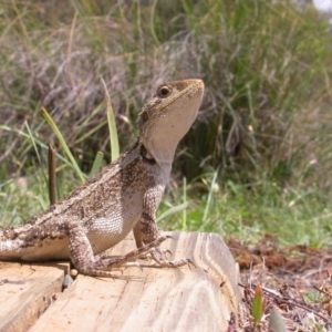 Amphibolurus muricatus at Hackett, ACT - 17 Dec 2007