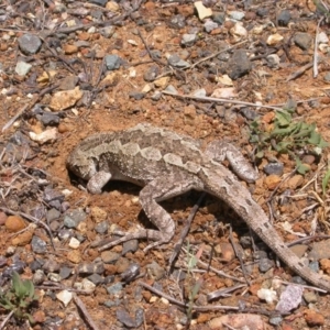 Amphibolurus muricatus at Hackett, ACT - 17 Dec 2007 12:00 AM