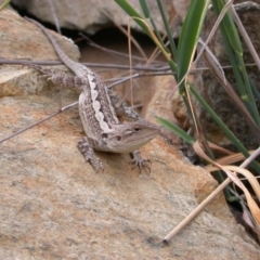 Amphibolurus muricatus (Jacky Lizard) at Hackett, ACT - 31 Dec 2006 by waltraud