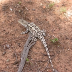 Amphibolurus muricatus (Jacky Lizard) at Hackett, ACT - 29 Jan 2005 by waltraud