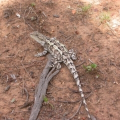 Amphibolurus muricatus (Jacky Lizard) at Mount Majura - 29 Jan 2005 by waltraud
