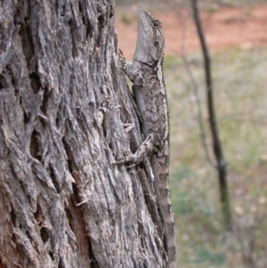 Amphibolurus muricatus at Hackett, ACT - 30 Jan 2005