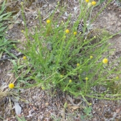 Calotis lappulacea (Yellow Burr Daisy) at Mount Mugga Mugga - 18 Nov 2015 by Mike